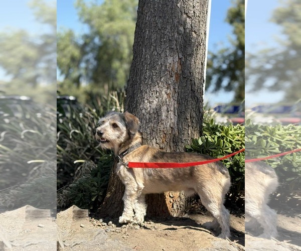 Medium Photo #2 Dachshund-Unknown Mix Puppy For Sale in Visalia, CA, USA