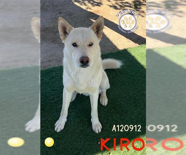 Medium Photo #2 Siberian Husky Puppy For Sale in HESPERIA, CA, USA