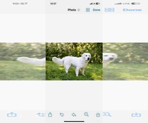 Medium Photo #1 English Cream Golden Retriever Puppy For Sale in BISMARCK, ND, USA