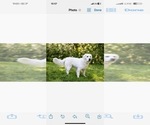 Small Photo #1 English Cream Golden Retriever Puppy For Sale in BISMARCK, ND, USA