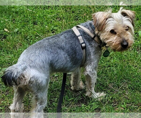Medium Photo #2 Mutt Puppy For Sale in St. Louis Park, MN, USA