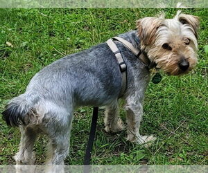 Michael - Male Mutt Dog for Adoption - Photo #2