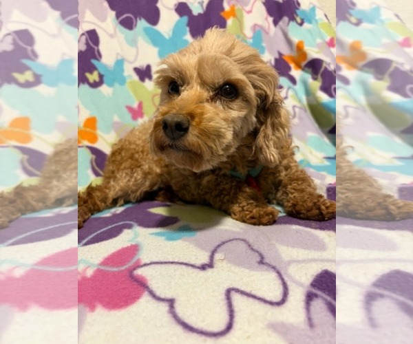 Medium Photo #3 Poodle (Toy) Puppy For Sale in Mukwonago, WI, USA