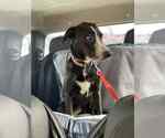 Small #2 Labrador Retriever Mix
