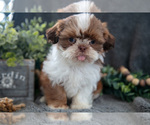Small #2 Shih Tzu