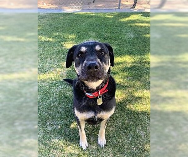 Medium Photo #3 Rottweiler-Unknown Mix Puppy For Sale in Fallbrook, CA, USA