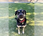 Small #2 Rottweiler Mix