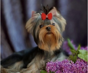 Yorkshire Terrier Puppy for sale in ROANOKE, VA, USA