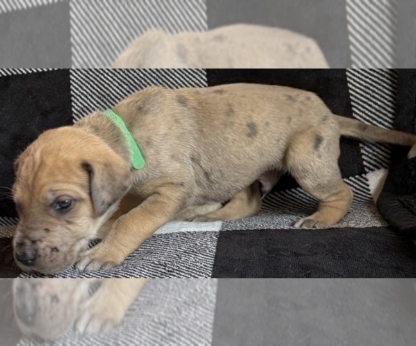 Medium Photo #5 Great Dane Puppy For Sale in GALLOWAY, OH, USA