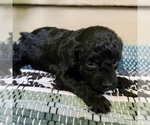 Small Photo #4 Poodle (Toy) Puppy For Sale in CLARE, MI, USA