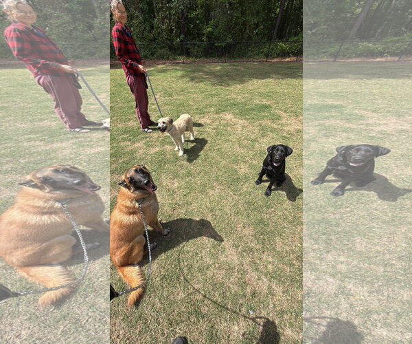 Medium Photo #5 Mutt Puppy For Sale in Stevens Point, WI, USA
