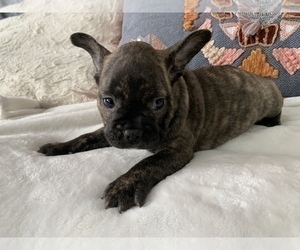 French Bulldog Puppy for sale in JOHNS ISLAND, SC, USA