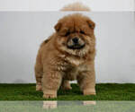 Puppy 14 Chow Chow