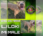 Loki - Male Mutt Dog for Adoption - Small photo