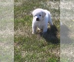 Small Photo #8 Labrador Retriever Puppy For Sale in WASHTA, IA, USA