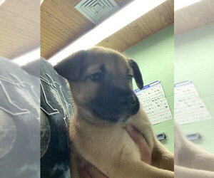 German Shepherd Dog-Unknown Mix Dogs for adoption in Grand Prairie, TX, USA