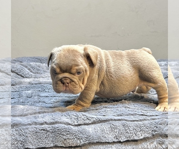 Medium Photo #2 English Bulldog Puppy For Sale in SACRAMENTO, CA, USA