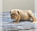 Small #1 English Bulldog