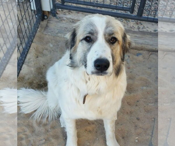 Medium Photo #11 Anatolian Shepherd-Great Pyrenees Mix Puppy For Sale in PEYTON, CO, USA