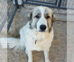 Small #10 Anatolian Shepherd-Great Pyrenees Mix