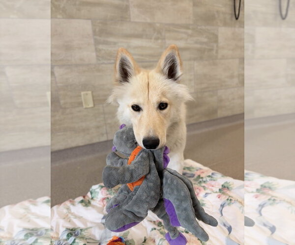 Medium Photo #2 Siberian Husky-Unknown Mix Puppy For Sale in Jefferson, WI, USA