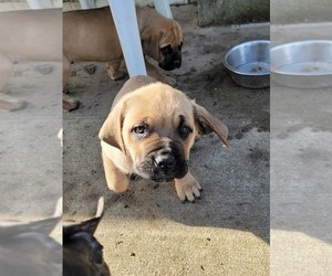 Cane Corso Puppy for sale in DENT, OH, USA