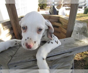 Dalmatian Puppy for sale in KOKOMO, IN, USA