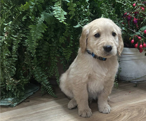 Medium Golden Retriever