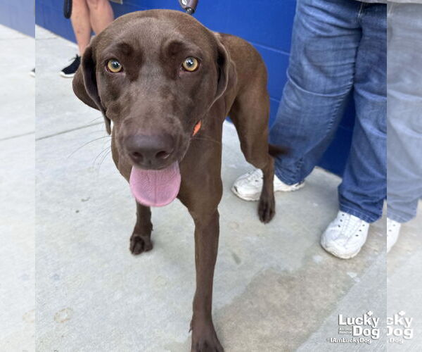 Medium Photo #3 Labrador Retriever-Retriever  Mix Puppy For Sale in Washington, DC, USA