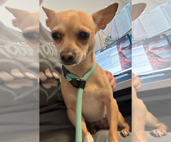 Medium Photo #7 Chihuahua-Unknown Mix Puppy For Sale in San Francisco, CA, USA