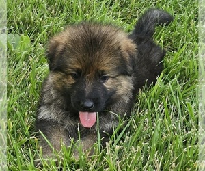 German Shepherd Dog Puppy for sale in EOLIA, MO, USA
