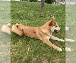 Imo-Inu Puppy for sale in HILLSBORO, WI, USA