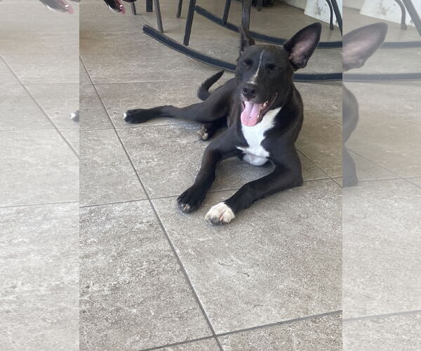 Medium Photo #9 Black Mouth Cur-Unknown Mix Puppy For Sale in Palatka, FL, USA