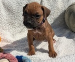 Puppy Jazzy Boxer