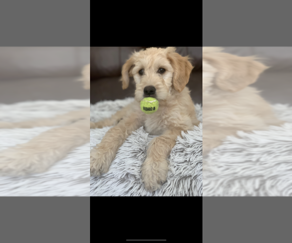 Medium Photo #11 Goldendoodle Puppy For Sale in PORTLAND, OR, USA