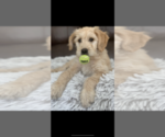 Small Photo #11 Goldendoodle Puppy For Sale in PORTLAND, OR, USA