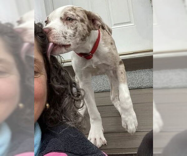 Medium Photo #6 Catahoula Leopard Dog-Labrador Retriever Mix Puppy For Sale in New York, NY, USA