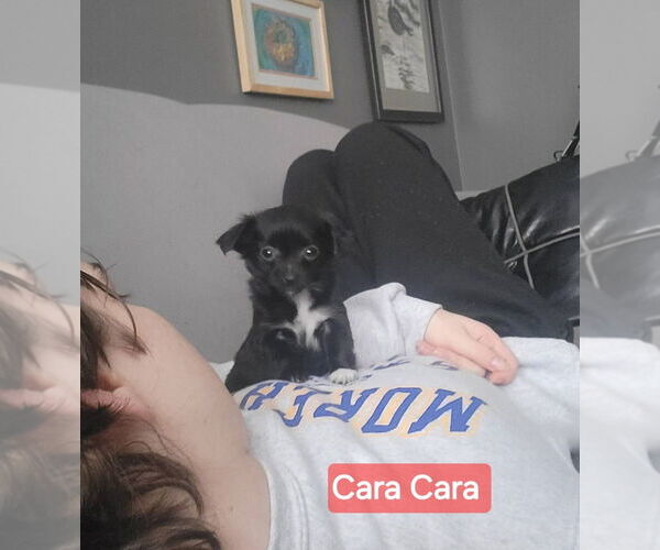 Medium Photo #2 Chiweenie Puppy For Sale in Aurora, IN, USA