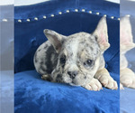 Small Photo #2 French Bulldog Puppy For Sale in BALTIMORE, MD, USA