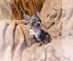 Small Photo #4 French Bulldog Puppy For Sale in BELLVIEW, TX, USA