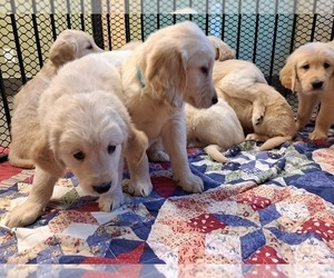 Golden Retriever Puppy for Sale in LOOMIS, California USA