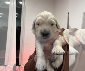 English Cream Golden Retriever Puppy for sale in BUSHNELL, FL, USA