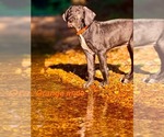 Image preview for Ad Listing. Nickname: Litter of 2