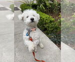Small #3 Poochon