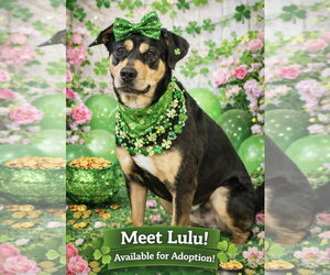 Lulu - Female Mutt Dog for Adoption - Photo #5