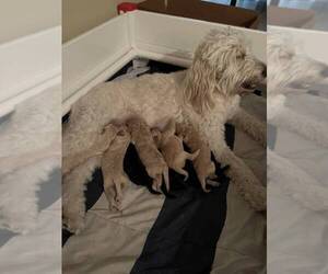 Father of the Goldendoodle puppies born on 10/29/2022