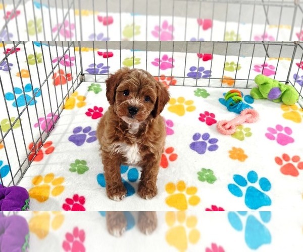 Medium Photo #3 Cavapoo (Miniature)-Poodle (Toy) Mix Puppy For Sale in ORO VALLEY, AZ, USA