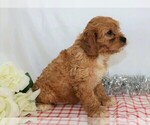 Small Photo #3 Cavapoo Puppy For Sale in FREDERICKSBG, OH, USA