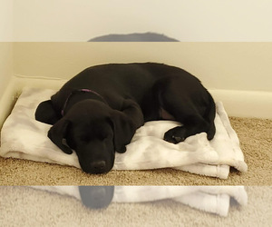 Labrador Retriever Puppy for sale in NORFOLK, VA, USA