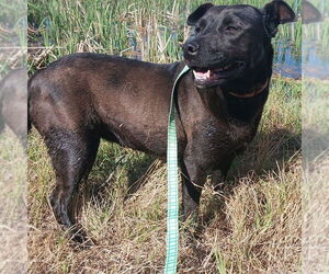 Labrador Retriever-Unknown Mix Dogs for adoption in Chico, CA, USA
